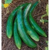 image:imageBurpee Sweet Success Slicing Cucumber Seeds 20 NonGMO seedsSummer Dance
