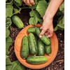 image:imageBurpee Sweet Success Slicing Cucumber Seeds 20 NonGMO seedsSupremo