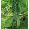image:imageBurpee Sweet Success Slicing Cucumber Seeds 20 NonGMO seedsSweet Success
