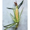 image:imageBurpee Sweetness Sweet Corn Seeds  Tender Sweet Corn Variety for Outdoor Vegetable Gardening 200 Seeds