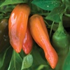 image:imageBurpee Tangerine Dream Sweet Pepper Seeds 30 seeds