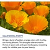 image:imageBurpee Wildflower 25000 Bulk 1 Bag 18 Varieties of NonGMO Flower Seeds Pollinator Garden Pollinator MixAmerican Wild