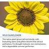 image:imageBurpee Wildflower 25000 Bulk 1 Bag 18 Varieties of NonGMO Flower Seeds Pollinator Garden Pollinator MixAmerican Wild