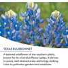 image:imageBurpee Wildflower 25000 Bulk 1 Bag 18 Varieties of NonGMO Flower Seeds Pollinator Garden Pollinator MixAmerican Wild