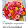 image:imageBurpee Wildflower 25000 Bulk 1 Bag 18 Varieties of NonGMO Flower Seeds Pollinator Garden Pollinator MixBouquet Cutting Mix