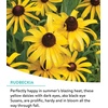 image:imageBurpee Wildflower 25000 Bulk 1 Bag 18 Varieties of NonGMO Flower Seeds Pollinator Garden Pollinator MixBouquet Cutting Mix