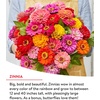 image:imageBurpee Wildflower 25000 Bulk 1 Bag 18 Varieties of NonGMO Flower Seeds Pollinator Garden Pollinator MixFast Blooming Mix
