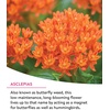 image:imageBurpee Wildflower 25000 Bulk 1 Bag 18 Varieties of NonGMO Flower Seeds Pollinator Garden Pollinator MixMonarch Sanctuary Mix