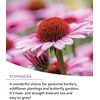 image:imageBurpee Wildflower 25000 Bulk 1 Bag 18 Varieties of NonGMO Flower Seeds Pollinator Garden Pollinator MixPerennial Mix