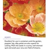 image:imageBurpee Wildflower 25000 Bulk 1 Bag 18 Varieties of NonGMO Flower Seeds Pollinator Garden Pollinator MixPerennial Mix
