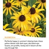 image:imageBurpee Wildflower 25000 Bulk 1 Bag 18 Varieties of NonGMO Flower Seeds Pollinator Garden Pollinator MixPollinator Mix
