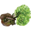image:imageBurpee Bibb Blend Lettuce Seeds 500 seeds
