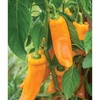 image:imageBurpee Big Daddy Sweet Pepper Seeds 40 seeds