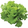 image:imageBurpee Black Seeded Simpson Lettuce Seed Tape 80 per tapeSimpson
