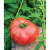 Brandy Boy Hybrid
