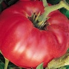 German Johnson Heirloom