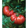 image:imageBurpee BushSteak Hybrid Red Beefsteak Slicing Tomato 40 NonGMO SeedsSteakhouse Hybrid