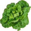 Buttercrunch Hybrid (Organic)