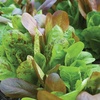 Romaine Blend