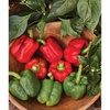 image:imageBurpee California Wonder Sweet Pepper Seeds  300 NonGMO Heirloom Pepper Seeds for Home Garden  Large Red Bell Peppers amp Green Bell Peppers for Stuffing  Seeds for Planting300 Seeds