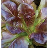 image:imageBurpee Cimmaron Heirloom Lettuce Seeds 1000 seeds