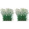 image:imageBurpee Coriander Cilantro 500 SeedsGarlic Chives Organic