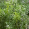 Mammoth Dill