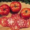 image:imageBurpee Druzba Tomato Seeds 30 seeds