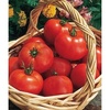 image:imageBurpee Early Girl Hybrid  Red Slicing Tomato  Rich Flavor amp Aroma  125 NonGMO SeedsEarly Girl Hybrid