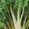 image:imageBurpee Fordhook Giant Organic Swiss Chard Seeds 350 seeds