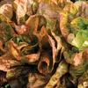 image:imageBurpee Four Seasons Lettuce Seeds 500 seeds