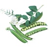 image:imageBurpee Garden Sweet Pea Seeds 200 seedsGarden Sweet Pea