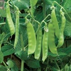 image:imageBurpee Garden Sweet Pea Seeds 200 seedsOregon Sugar Pod II Organic