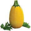 image:imageBurpee Golden Egg Summer Squash Seeds 25 seeds