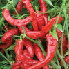 image:imageBurpee Jimmy Nardellos Sweet Pepper Seeds 30 seeds