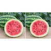 image:imageBurpee Mamas Girl Watermelon Seeds  Sweet Red Flesh Watermelon Seeds for Backyard Gardening 25 SeedsCrimson Sweet