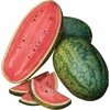 image:imageBurpee Mamas Girl Watermelon Seeds  Sweet Red Flesh Watermelon Seeds for Backyard Gardening 25 SeedsMamas Girl