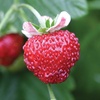image:imageBurpee Mignonette Strawberry Seeds 125 seeds