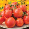 image:imageBurpee Oh Happy Day Hybrid  Red Beefsteak Slicing Tomato  25 SeedsHappy Day