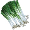 image:imageBurpee Parade Scallion Onion Seeds 1500 seeds