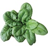 image:imageBurpee Persius Spinach Seeds 250 seedsPersius