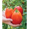 image:imageBurpee San Marzano Heirloom Paste Tomato 75 NonGMO SeedsGladiator Roma