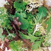 image:imageBurpee Spicy Mix Mesclun Seeds 1500 seeds