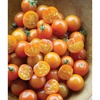Sun Gold Hybrid
