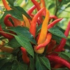 image:imageBurpee Sweet Savour Hybrid Sweet Pepper Seeds 25 seeds
