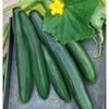 image:imageBurpee Sweet Success Slicing Cucumber Seeds 20 NonGMO seedsSummer Dance