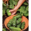 image:imageBurpee Sweet Success Slicing Cucumber Seeds 20 NonGMO seedsSupremo