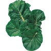 image:imageBurpee Zen Hybrid Greens Seeds 150 seeds