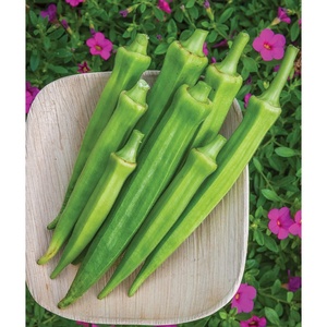image:imageBurpee Baby Bubba Okra Seeds Compact Okra Variety for Containers amp Home Gardens 60 Seeds