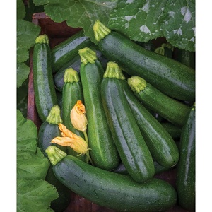 image:imageBurpee Best Zucchini Summer Squash Seeds 20 seeds